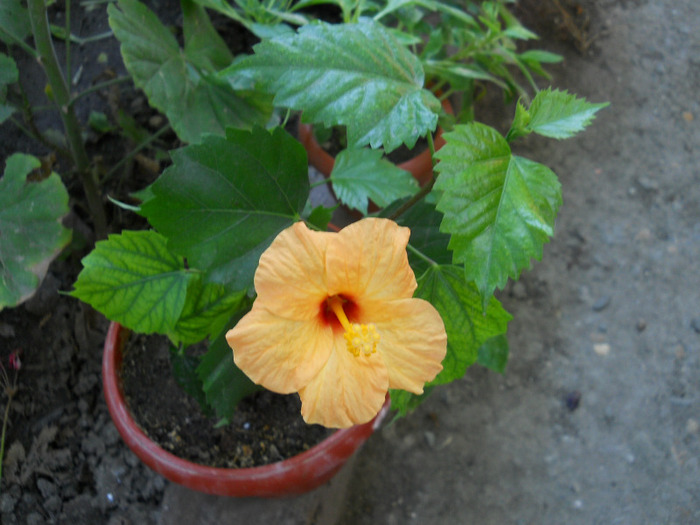 HIBISCUS GALBEN SIMPLU; HIBISCUS GALBEN SIMPLU
