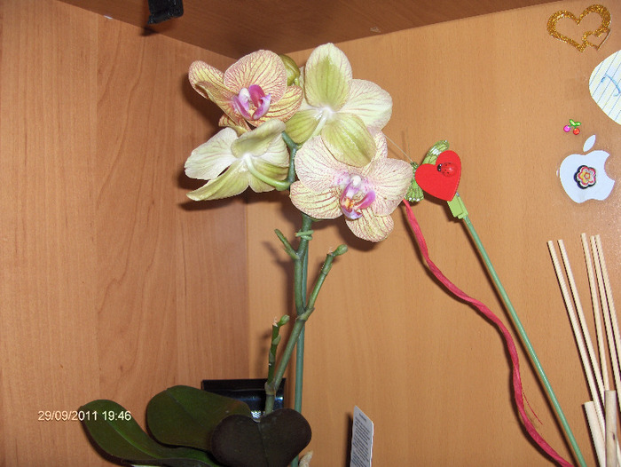 ORHI de la sotul meu; cu ocazia celor 42 de toamne!!!
