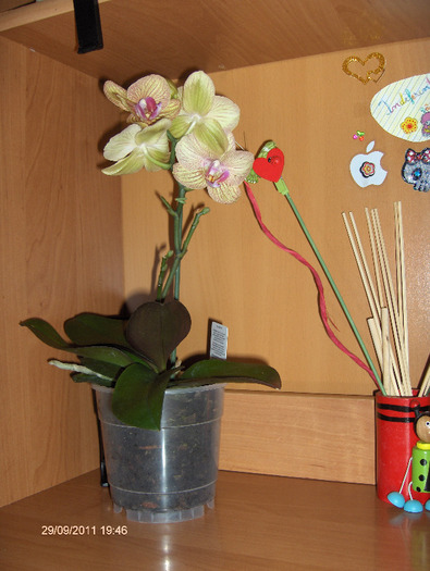 ORHI de la sotul meu