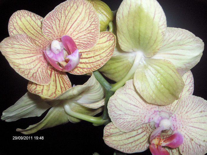 ORHI de la sotul meu