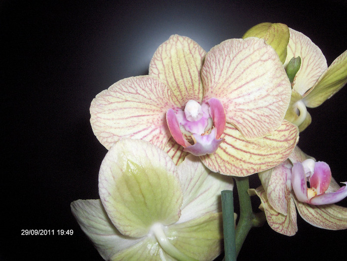 ORHI de la sotul meu