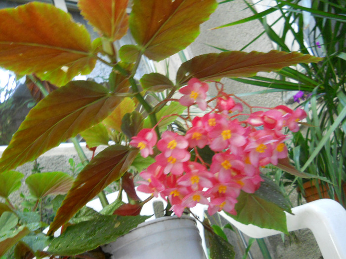 BEGONIA PLAMÎN - ALBUM 2011