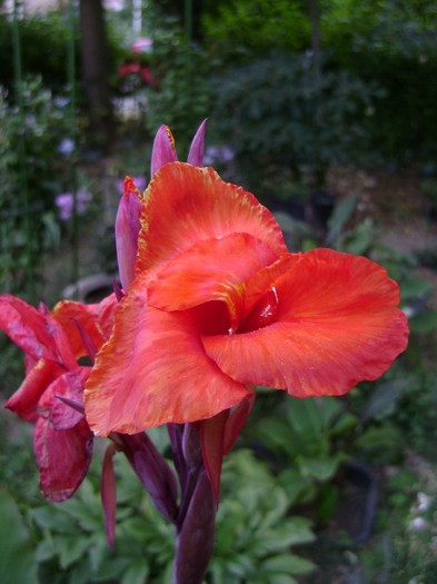 Black NightDSC03675 - canna 2011