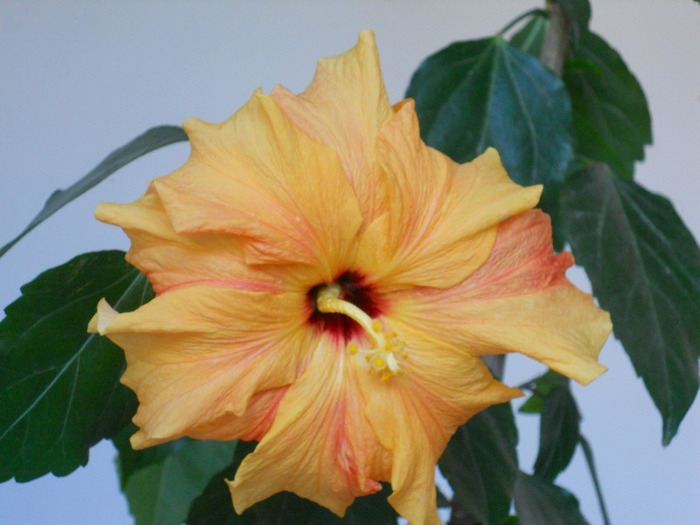 HIBISCUS PORTOCALIU - ALBUM 2011