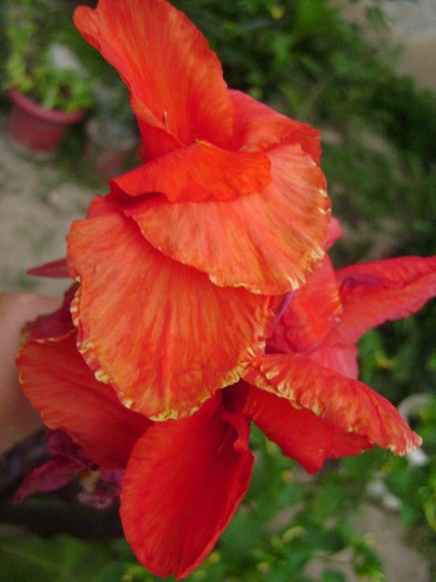 Black NightDSC03682 - canna 2011