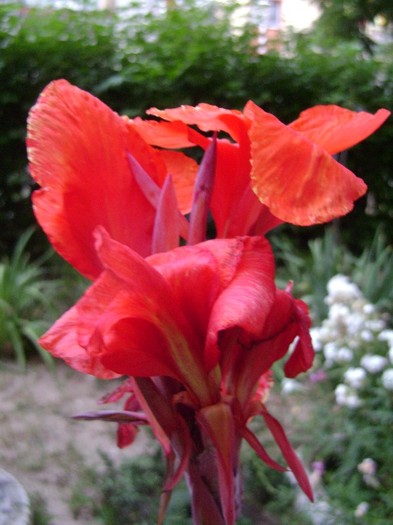 Black NightDSC03685 - canna 2011