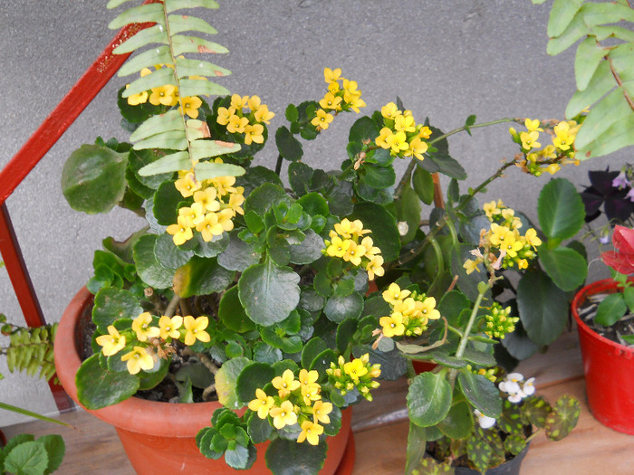 KALANCHOE - ALBUM 2011