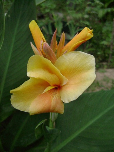 Infeno din seminteDSC03678 - canna 2011