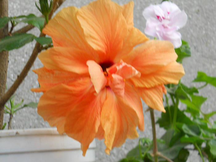 HIBISCUS PORTOCALIU - ALBUM 2011