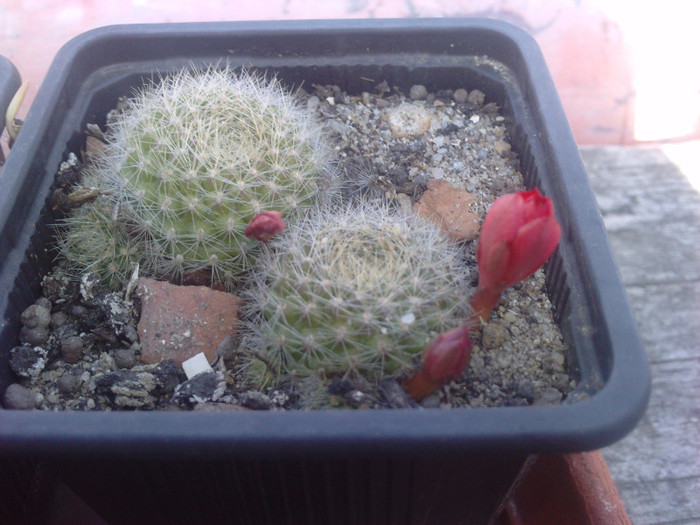 rebutie boboc - cactusi si florile lor
