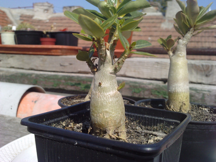 radacini afara - adenium