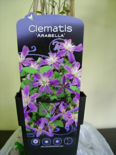 Arabella DSC02817 - a_CLEMATIS 2011