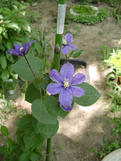 Arabella DSC03052 - a_CLEMATIS 2011