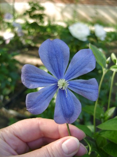 Arabella DSC03088 - a_CLEMATIS 2011