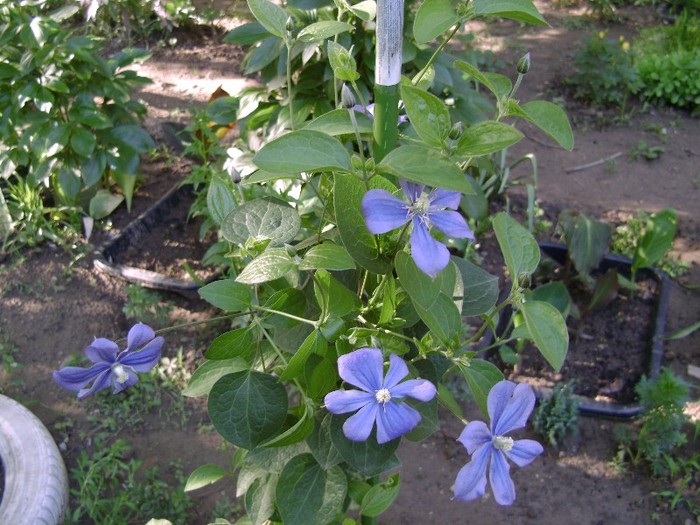 Arabella DSC03089 - a_CLEMATIS 2011