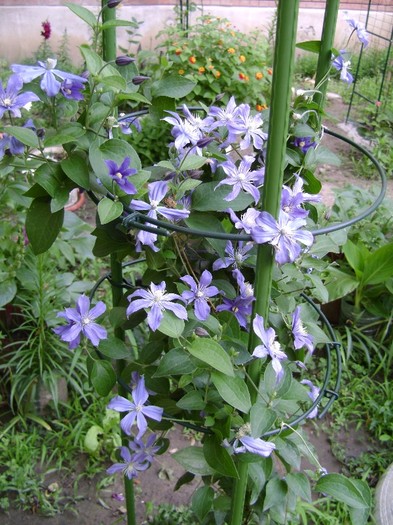 Arabella DSC03297 - a_CLEMATIS 2011