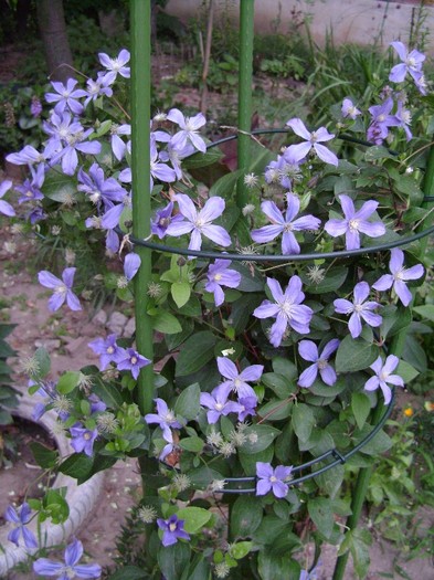 Arabella DSC03414 - a_CLEMATIS 2011