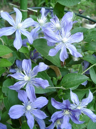 Arabella DSC03298 - a_CLEMATIS 2011