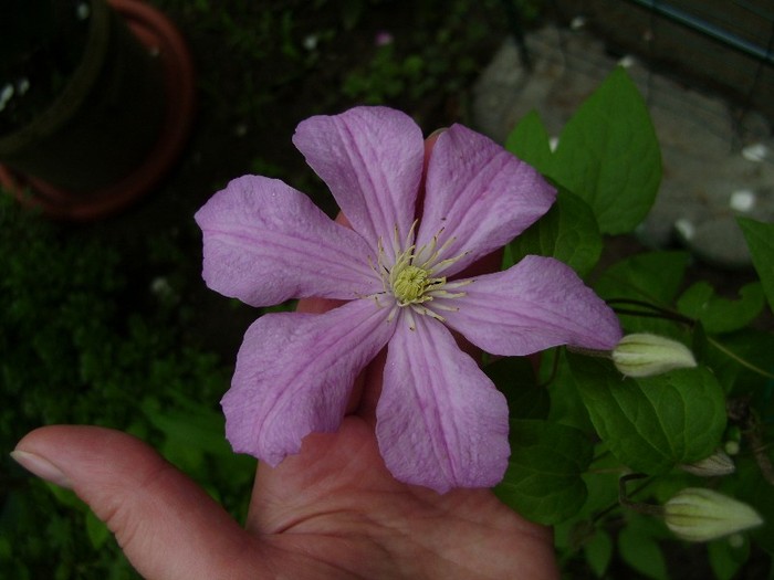 comtesse de bouchard DSC03245 - a_CLEMATIS 2011