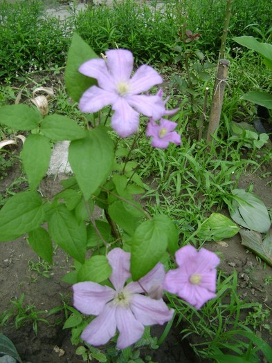 comtesse de bouchard DSC03304 - a_CLEMATIS 2011