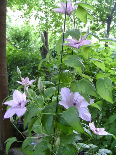 Hagley Hybrid DSC03162 - a_CLEMATIS 2011