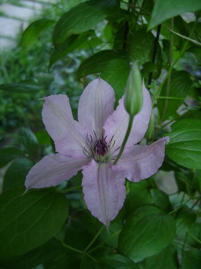 Hagley Hybrid DSC03163 - a_CLEMATIS 2011