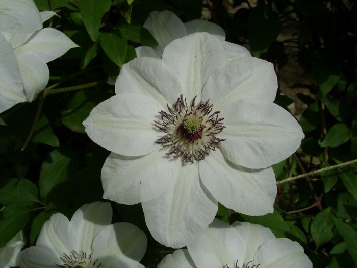 Miss Bateman DSC03038 - a_CLEMATIS 2011