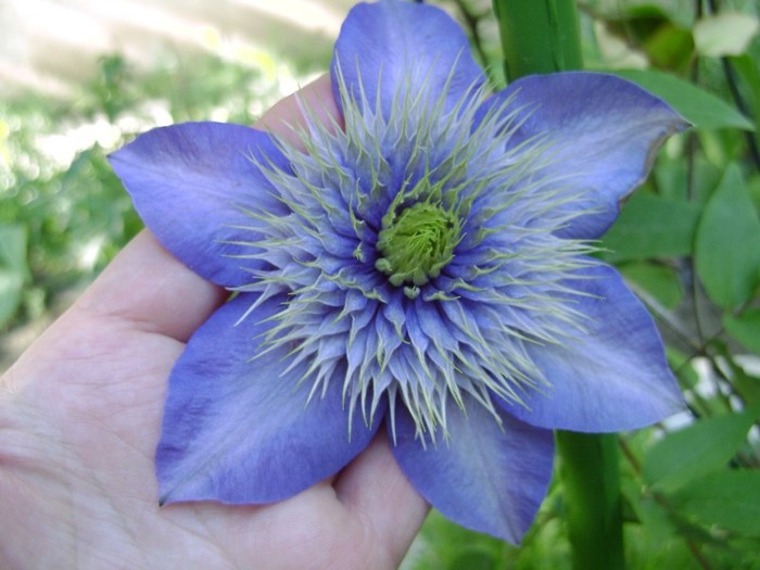 Multi Blue DSC03098 - a_CLEMATIS 2011