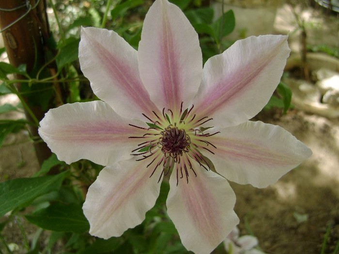 Nelly Moser DSC03049 - a_CLEMATIS 2011