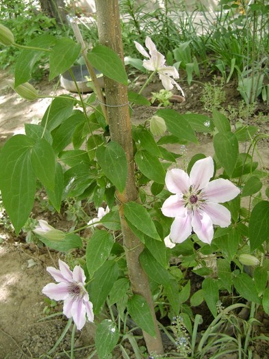 Nelly Moser DSC03051 - a_CLEMATIS 2011