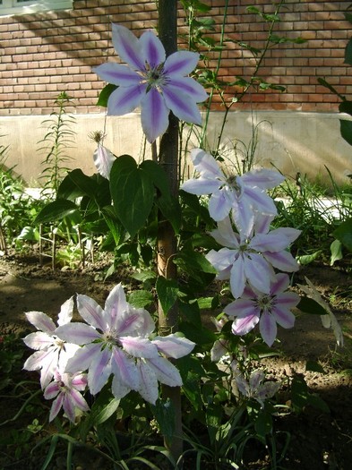 Nelly Moser DSC03076 - a_CLEMATIS 2011