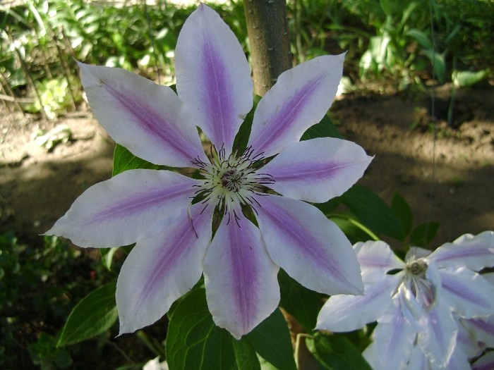 Nelly Moser DSC03077 - a_CLEMATIS 2011