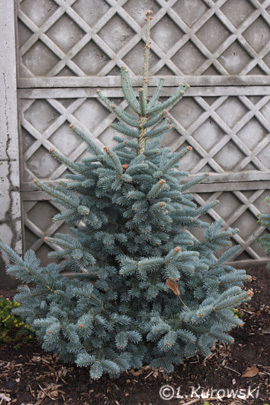 Abies_lasiocarpa_Argentea