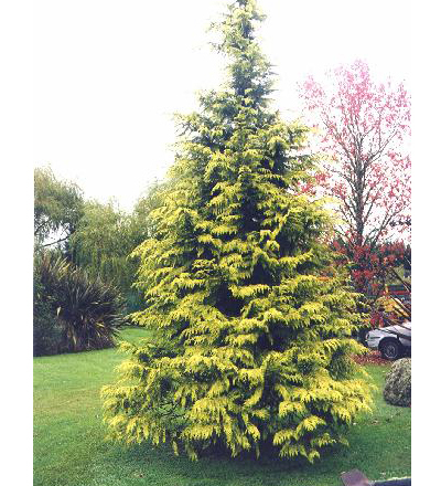 Chamaecyparis lawsoniana _Golden Wonder Chamaecyparis lawsoniana _Golden Wonder