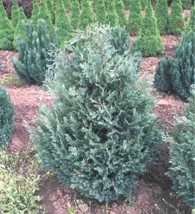 Chamaecyparis lawsoniana FletcheriZ - CATALOG CONIFERE 1