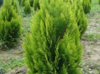 chamaecyparis lawsoniana -golden-triumph-150x112 chamaecyparis lawsoniana -golden-triumph-150x112