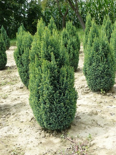 chamaecyparis lawsoniana-ellwoods-gold-576x768 chamaecyparis lawsoniana-ellwoods-gold-576x768