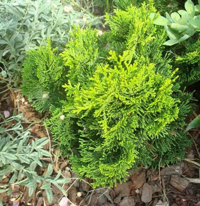 chamaecyparis obtusa-nana-lutea