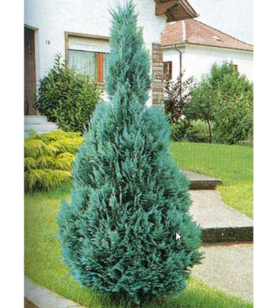 Chamaecyparis_lawsoniana_columnaris - CATALOG CONIFERE 1