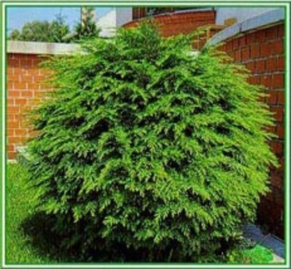 Chamaecyparis_Lawsoniana_Globus