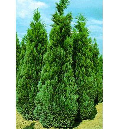 Chamaecyparis_lawsoniana_lover Chamaecyparis_lawsoniana_lover