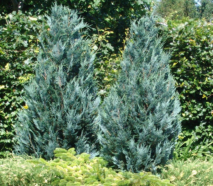 chamaecyparis_lawsoniana_van_pelt\'s_blue chamaecyparis_lawsoniana_van_pelt\'s_blue