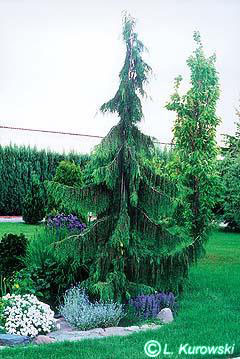 chamaecyparis_nootkatensis_pendula chamaecyparis_nootkatensis_pendula