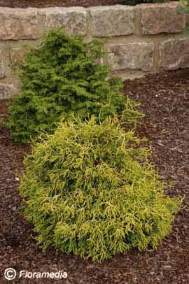 chamaecyparis_obt_tsatsumi_gold3 chamaecyparis_obt_tsatsumi_gold3