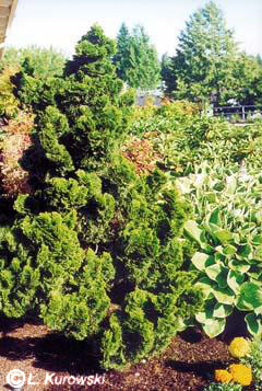chamaecyparis_obtusa_nana_gracilis chamaecyparis_obtusa_nana_gracilis