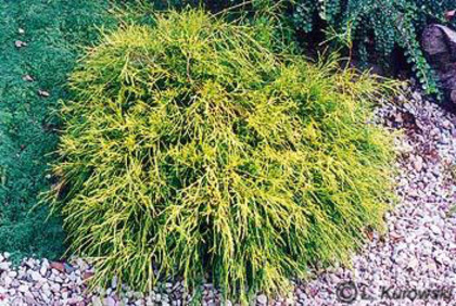 chamaecyparis_pisifera_filifera_aurea_nana chamaecyparis_pisifera_filifera_aurea_nana
