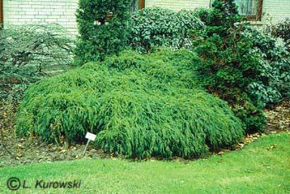 chamaecyparis_pisifera_filifera_nana chamaecyparis_pisifera_filifera_nana