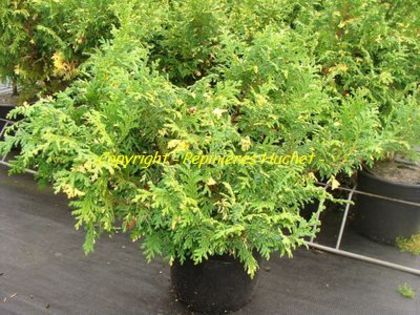 chamaecyparis_pisifera_nana_aureo_variegata_at__ chamaecyparis_pisifera_nana_aureo_variegata_at__