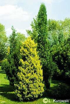 chamaecyparis_pisifera_plumosa_aurea chamaecyparis_pisifera_plumosa_aurea