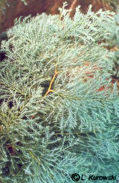 chamaecyparis_pisifera_squarrosa chamaecyparis_pisifera_squarrosa